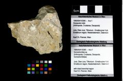 Foto (Objekt + Etikett) von Goniodromites sp.  (NHMW-GEO-1990-0041-0385)